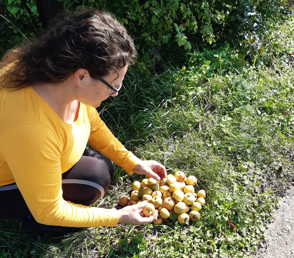 Die Wildbirne Obst aus der Natur Deutsche Stimme